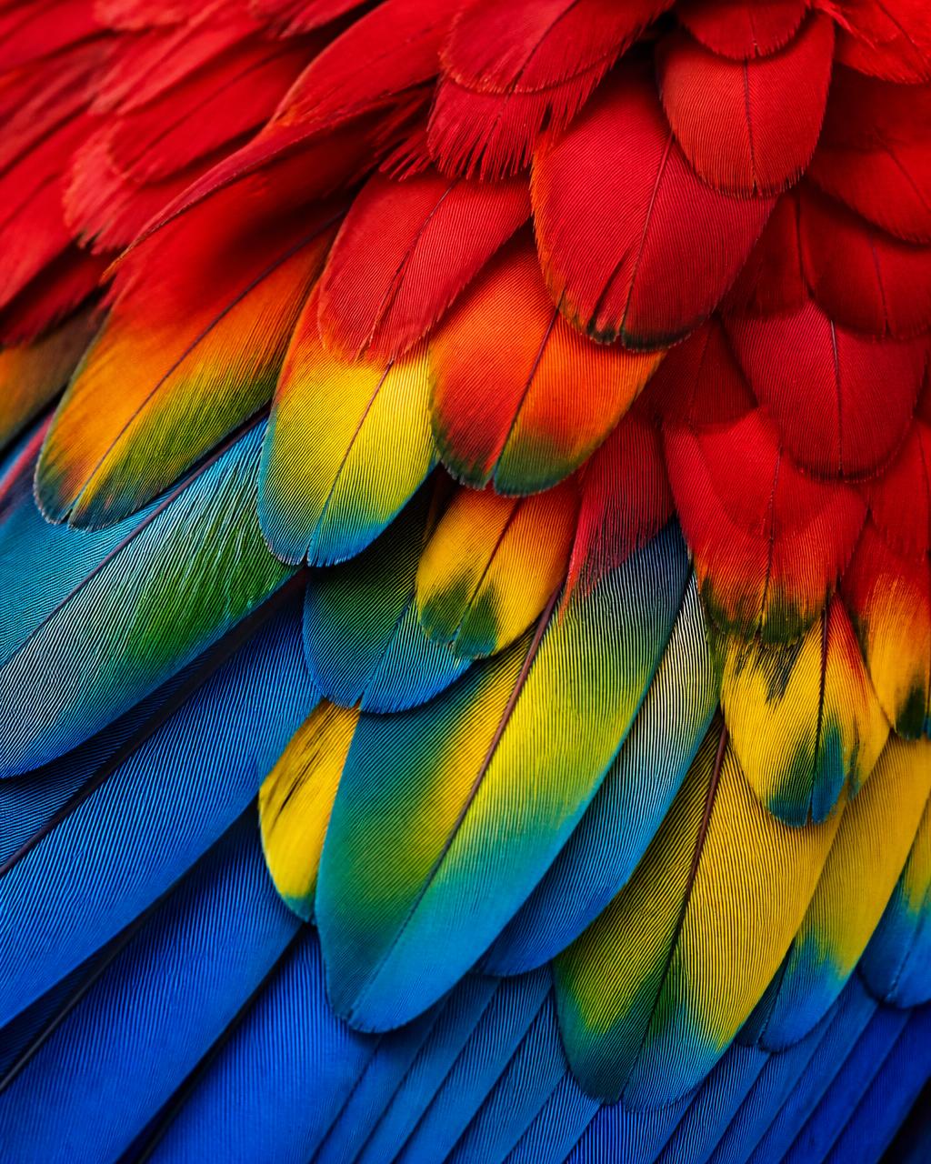 Textura macro de penas de arara em vermelho, azul, amarelo e verde